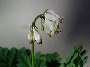 Dicentra Langtrees